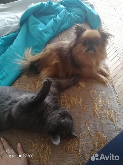 Передержка кошек и маленьких собак