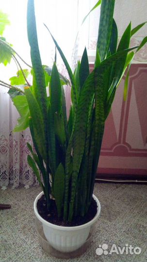 Сансевиерия (тёщин язык)