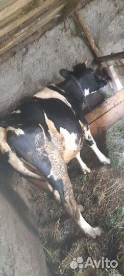 Домашние животные