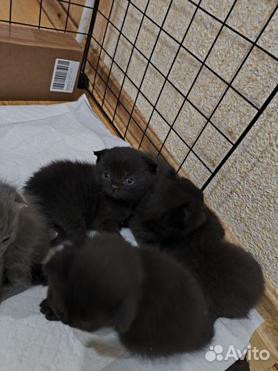 Шотландские вислоухие и прямоухие котята