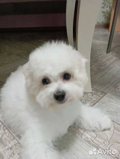 Щенки бишон фризе москва