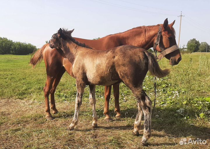 Полутяж жеребчики