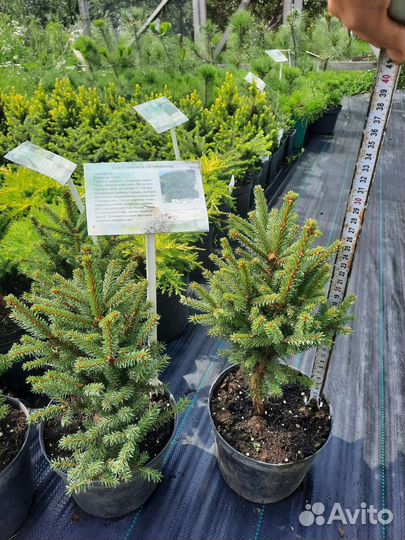 Ель Карел,Эхиниформис,Рейнбоуз энд,Коника,Глаука