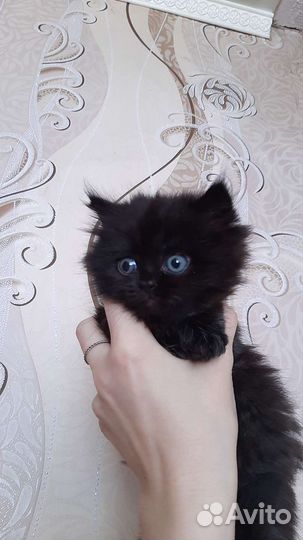 Персидские котята чёрные
