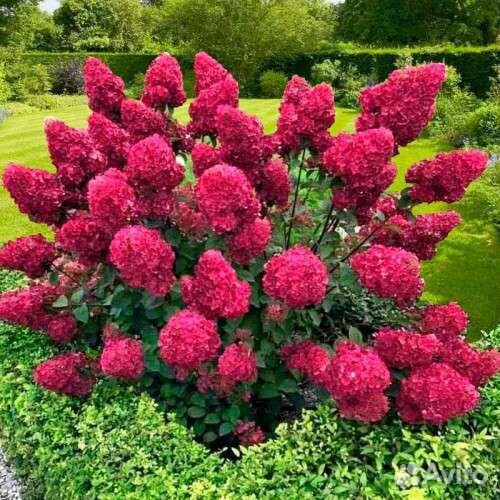 Гортензия Самарская Лидия