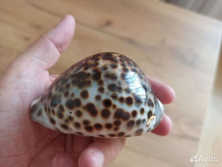 Морская раковина