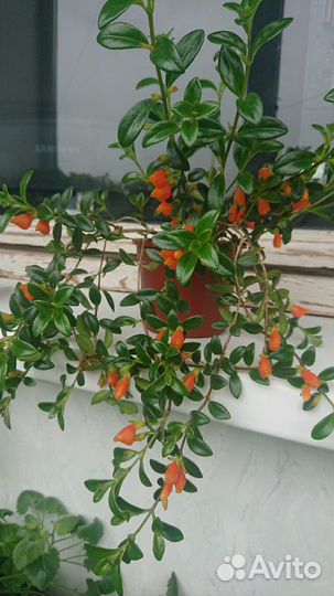 Комнатные цветы