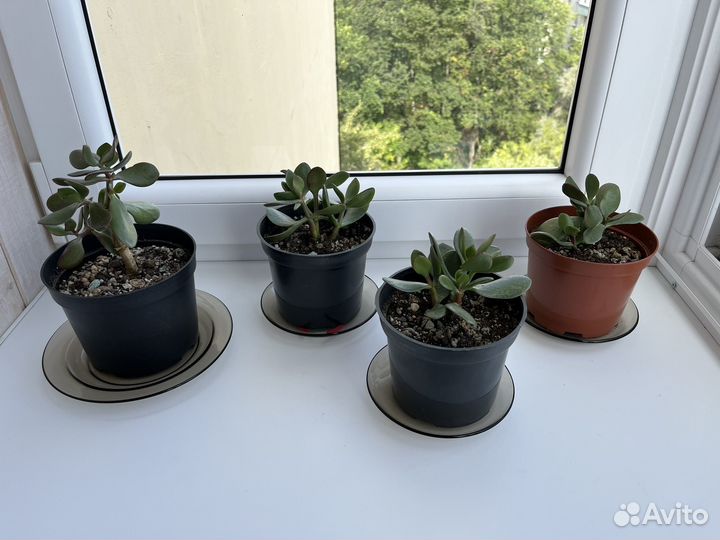 Крассула (денежное дерево)