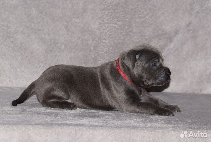 Прайтер голубого окраса