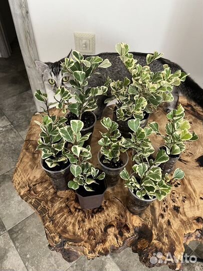 Фикус триангулярис вайт маржин (свитхарт)