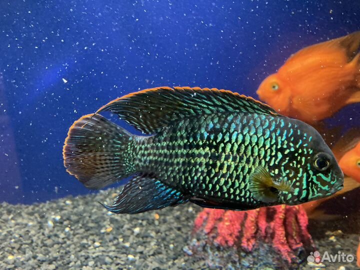 Акара бирюзовая