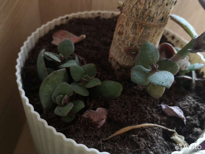 Толстянка (живое дерево)