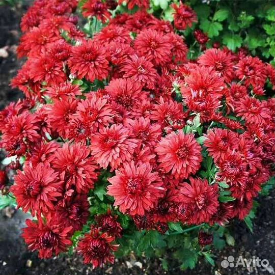 Корейские хризантемы