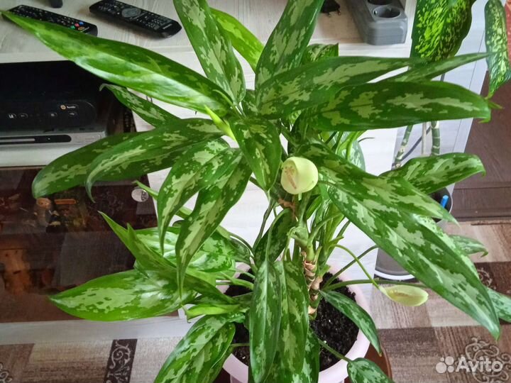 Комнатные растения, отводки