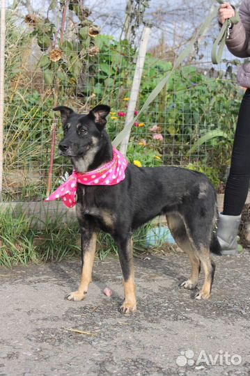 Не повезло родиться дворняжкой