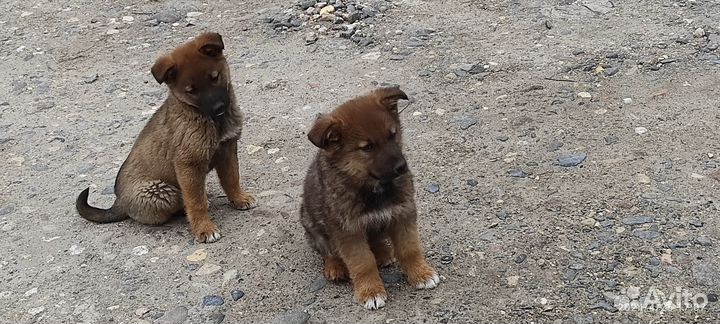 Отдам щенка в добрые руки бесплатно