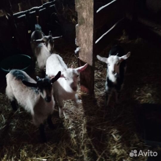 Козочки и козлики 2,5 -3 месяца
