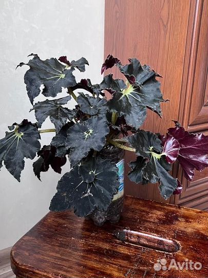 Бегонии королевские декоративно лиственные