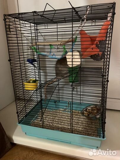 Крысы дамбо. Мальчики. Клетка