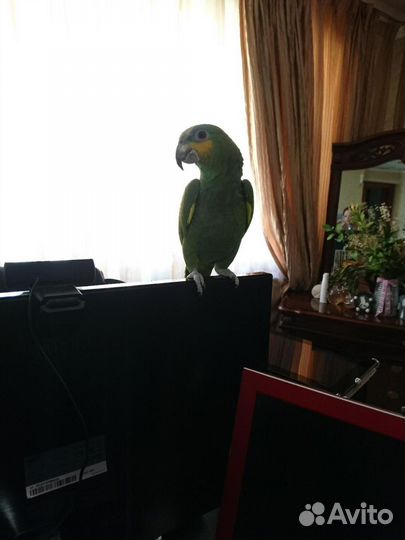 Венесуэльский амазон