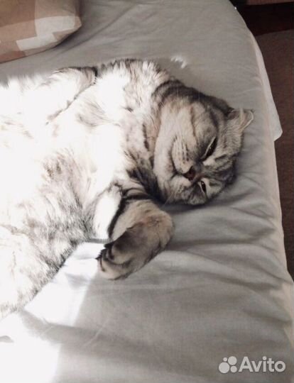 Передержка животных