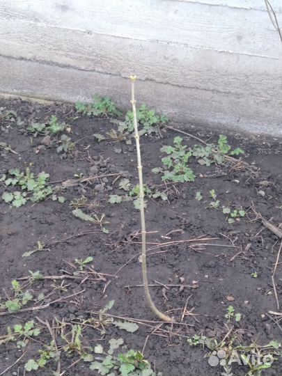 Белая сирень