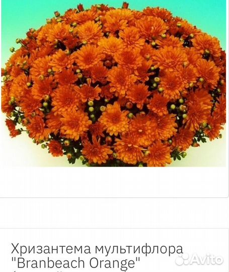 Хризантемы мультифлора