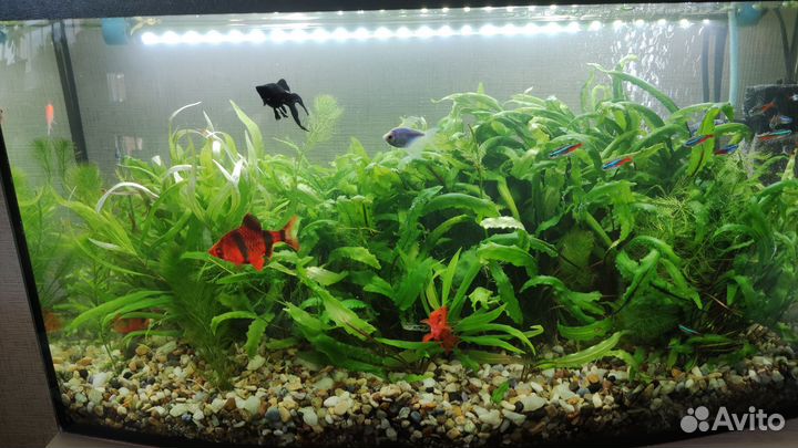 Растения в аквариум