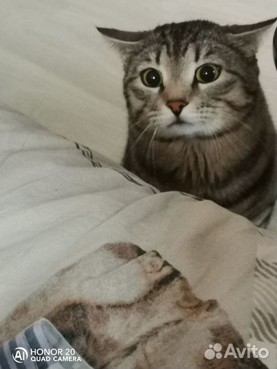 Вязка, очаровательный кот