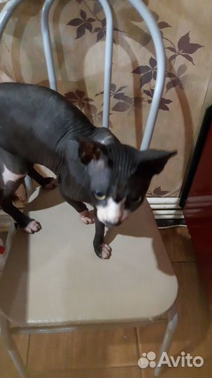 Канадский сфинкс