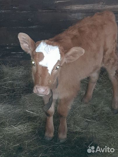 Корова,телята