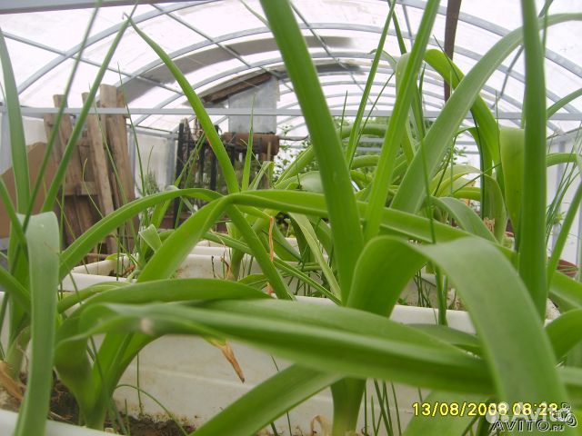 Индийский лук,гинкго мурайя витекс, банан Небраски