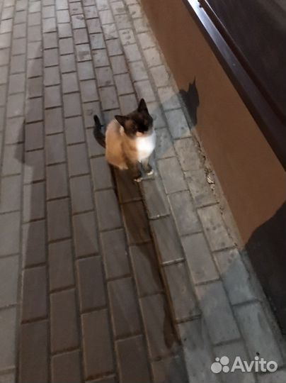 Кот домашний найден