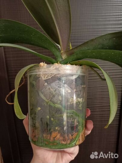 Фаленопсис Phal. I-Hsin Mapple Valley