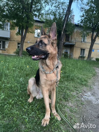 Отдам в добрые руки