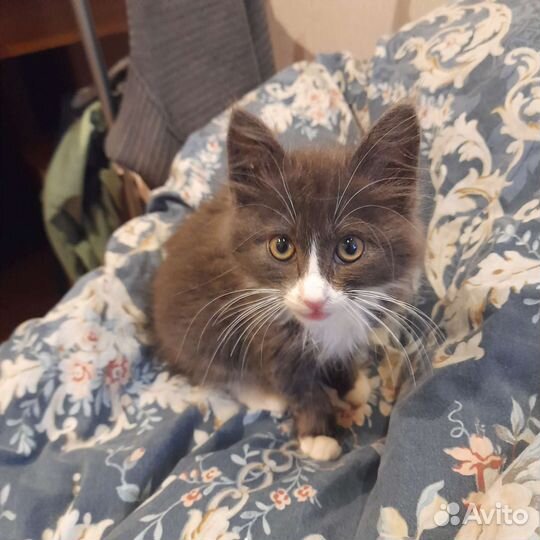 Отдам котенка в добрые руки