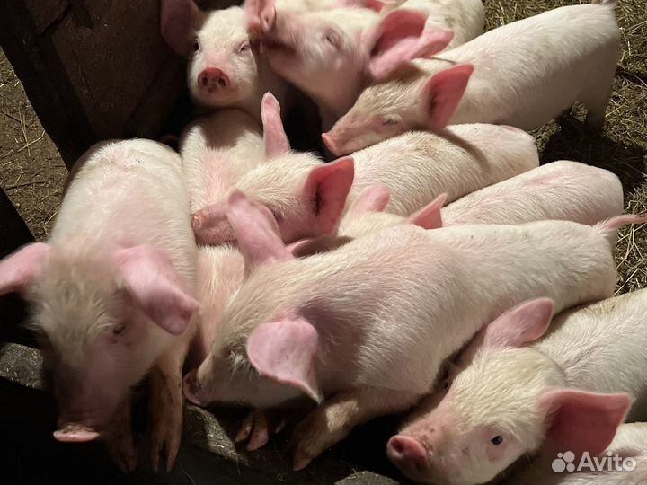 Поросята 40-дневные белые