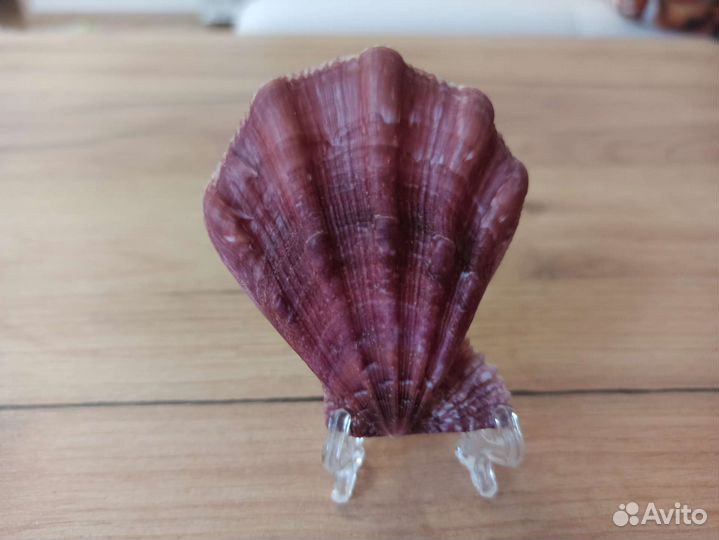 Морская раковина