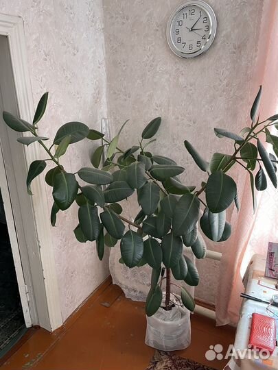 Фикус эластика