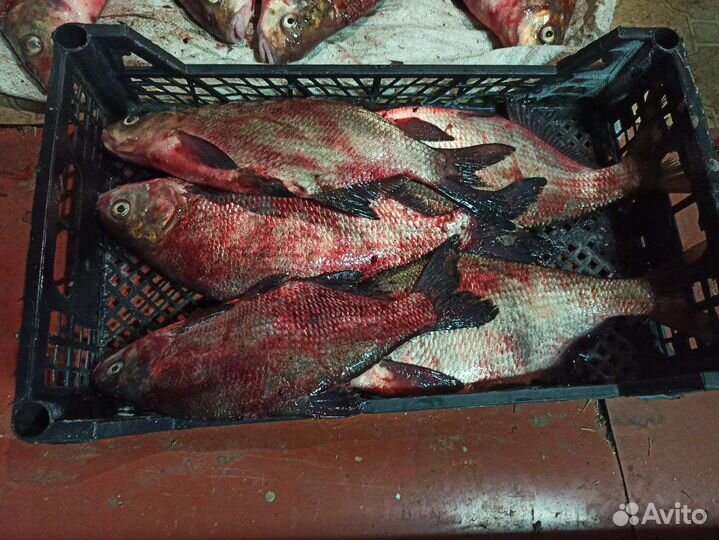 Речная рыба (лещь)