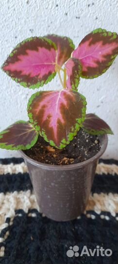 Комнатные растения цветы