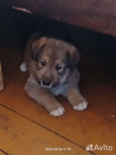 Собака в добрые руки