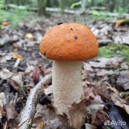 Веселка, чага, другие грибы