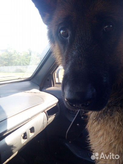 Немец вязка