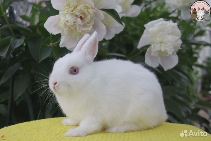 Карликовый кролик девочка