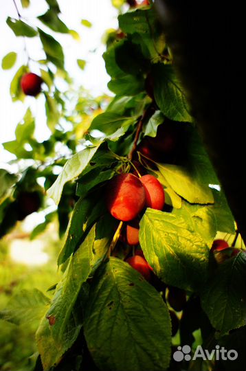 Фотокартины - Природа (Photo pictures - Nature)