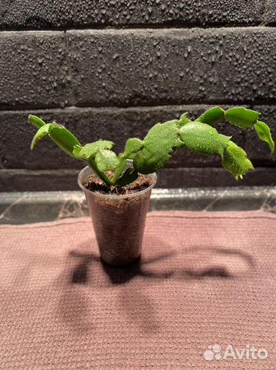 Декабрист. Комнатные растения, цветы