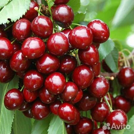 Саженцы Черешни всл 2