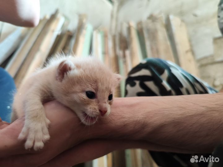 Рыжие котята мальчики в добрые руки
