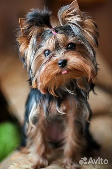 Передержка йоркширского терьера